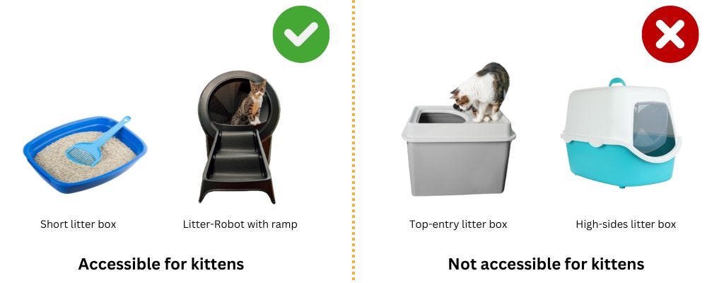 The Best Litter Box For Kittens 5 Things to Look For